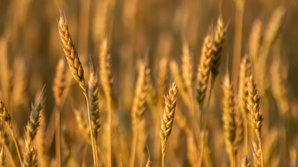 Close-up of ripe wheat ear glowing in warm morning light with soft, blurred background of rural wheat field