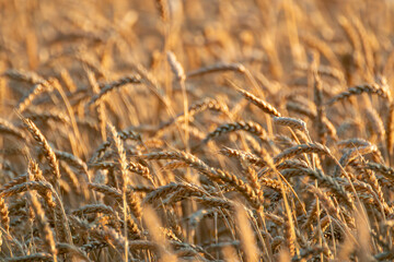 Wheat field detail with golden grains and warm sunlight, softly blurred behind