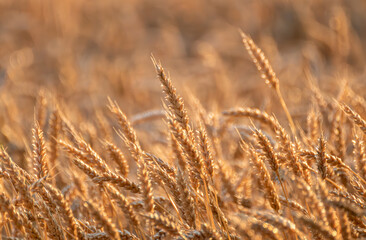 Close-up view of ripe wheat ears shining in golden sunlight with dreamy blur behind