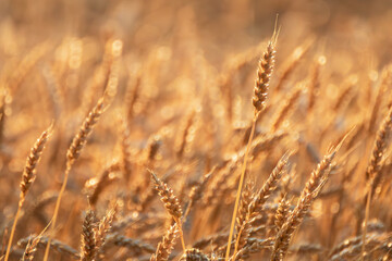 Ripe wheat ears shining in golden sunlight with focus blur behind
