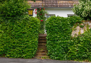 Mit wilden Wein bewachsene Mauer an der Straße mit Treppe, bei Regen