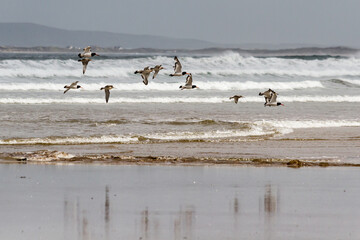 Seagulls on the beach 1