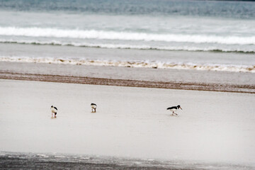 Seagulls on the beach 3