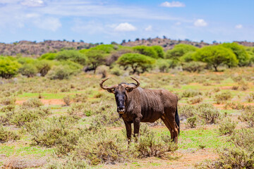 Fototapeta premium View of wildlife animals in game reserve on safari