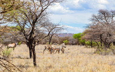 View of wildlife animals in game reserve on safari