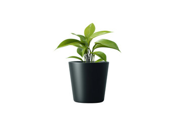 Vibrant green potted plant with glossy leaves in black ceramic pot, cut out