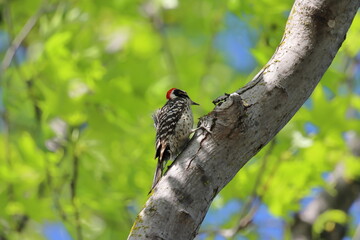 bird sitting on tree branch.Great Spotted Woodpecker (Dendrocopos major).