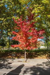 Acer rubrum, the American red maple, Virginia maple, red maple, or Canadian maple