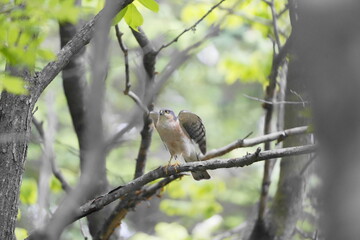 木に止まるハイタカ