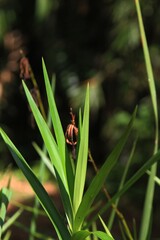 Bamboo orchid Arundina graminifolia&nbsp;(D. Don) Hochr.) 