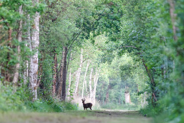 Roe deer buck walking in alert in a forest path at the start of the day. Capreolus capreolus,...