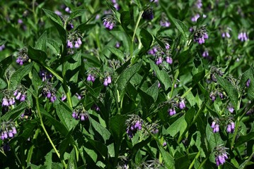Comfrey (Symphytum officinale) flowers. Boraginaceae perennial plants. Pale pink tubular flowers hang down in early summer.