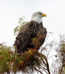 A bald eagle perched in a cypress tree at Orlando Wetlands Park in Florida.