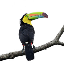 Fototapeta premium un precioso tucan en costa rica