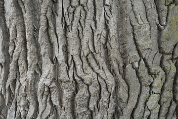 Makroaufnahme einer alten Pappel (Populus)