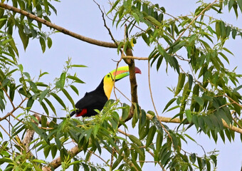 Fototapeta premium un precioso tucan en costa rica