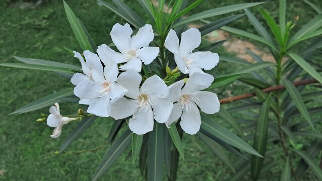 White Nerium Oleander Flowers Bloom on Green Leaves Background