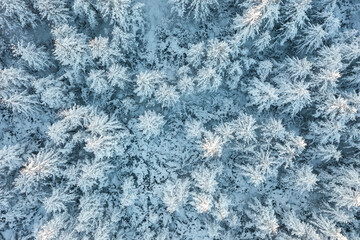 Beautiful winter forest landscape. Top view of snow-covered larch trees. Frozen trees in the snow. Aerial view of amazing northern nature. Cold snowy winter weather. Cold snap. Picturesque wilderness.