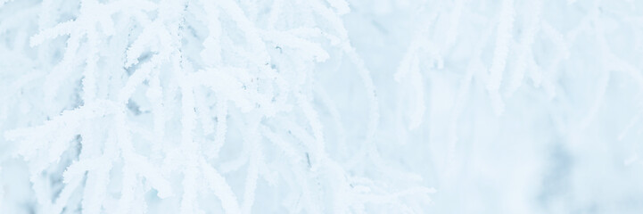 Snow and rime ice on the branches of bushes. Trees covered with hoarfrost. Plants in the park are...