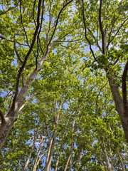 A view of the tree canopy on the shore of Lake of Banyoles in  the Province of Girona, in northeastern Catalonia, Spain.