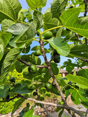 Green figs on tree at an allotment in Besalu, Spain.
