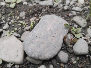 gray stone texture background with leaves there are many photo models