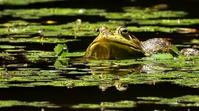 ウシガエル」の写真素材 | 17,742件の無料イラスト画像 | Adobe Stock
