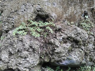 background texture of cement wall gray moss green leaves there are many photo models