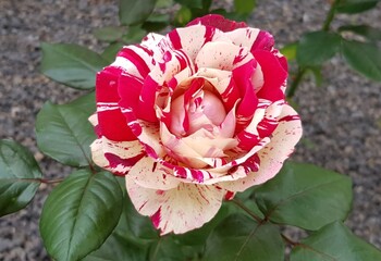 Wunderschöne duftende zwei farbige Rose