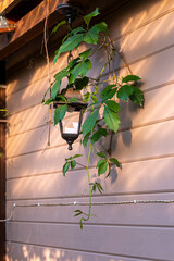 vintage lantern on wall with climbing vine in evening sunlight