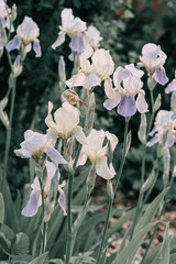 pale iris flower with raindrop on petal in spring garden