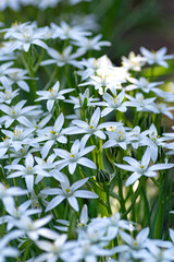 star of bethlehem white flower blooming in spring garden outdoors