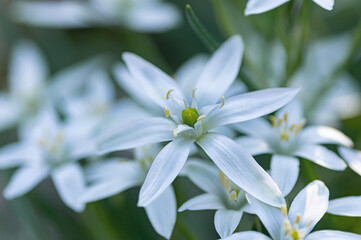 star of bethlehem white flower macro in spring garden