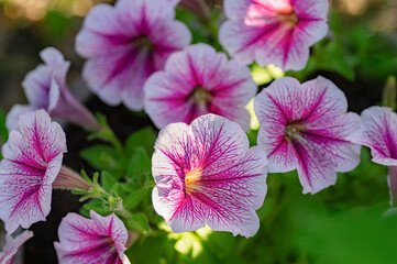 pink petunia flower with veins blooming in summer garden outdoors