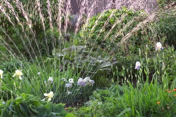 garden sprinkler watering blooming iris flower in summer garden
