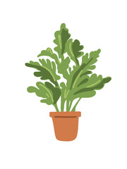 green houseplant on white background