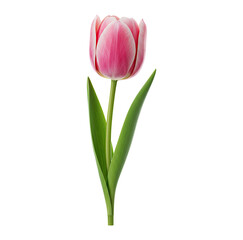 Flor Tulipa com Caule