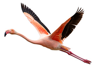 Pink flamingo in flight isolated on transparent background