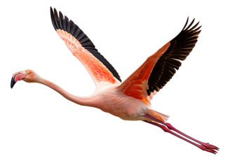 Pink flamingo in flight isolated on transparent background