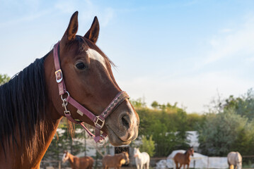 Obraz premium Close-up of a horse in a pasture with other horses grazing under a blue sky during golden hour