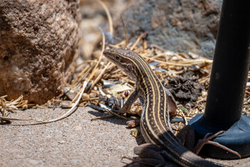 Sonoran spotted whiptail lizard in Sierra Vista, Arizona