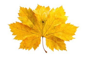 Bright yellow maple leaf isolated on black background, cut out