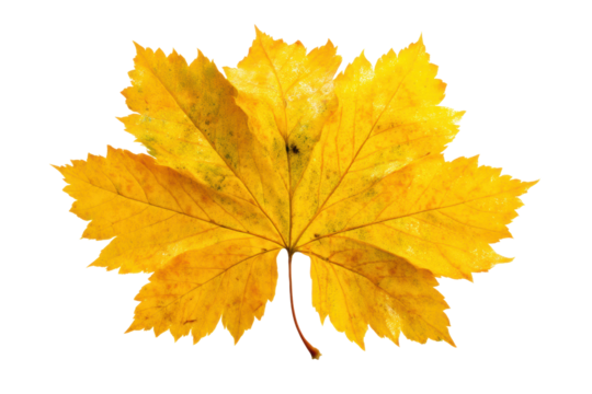 Bright yellow maple leaf isolated on black background, cut out