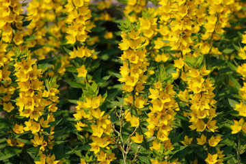 beautiful yellow flowers of lysimachia close up

