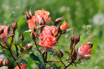 beautiful roses buds close up