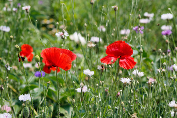 red poppies in the field