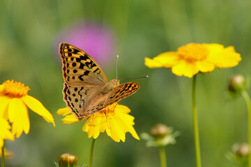 fritillary butterfly on a yellow flower