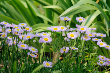 purple erigeron flowers in the garden

