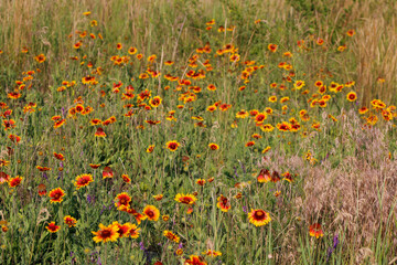 orange wild flowers and grasses

