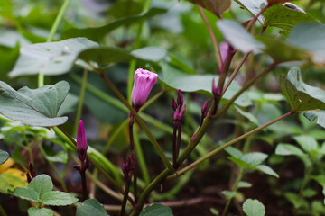 close-up of purple buds on sweet potato plant in sumedang, indonesia.